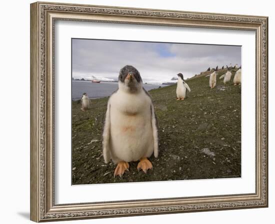 Gentoo Penguin, Aitcho Island, South Shetland Islands, Antarctica, Polar Regions-Sergio Pitamitz-Framed Photographic Print