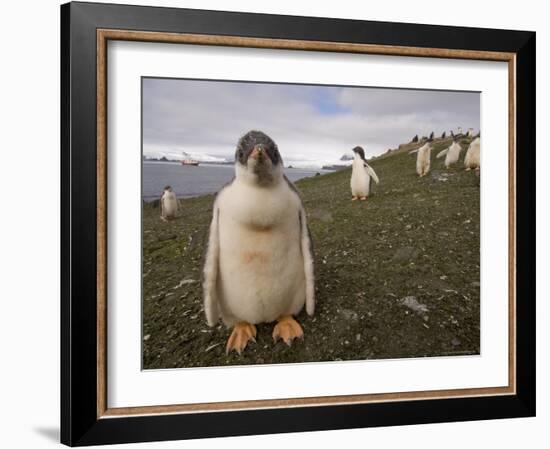 Gentoo Penguin, Aitcho Island, South Shetland Islands, Antarctica, Polar Regions-Sergio Pitamitz-Framed Photographic Print