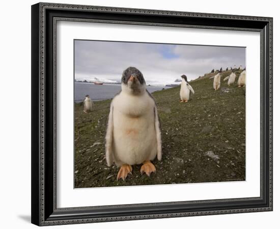 Gentoo Penguin, Aitcho Island, South Shetland Islands, Antarctica, Polar Regions-Sergio Pitamitz-Framed Photographic Print