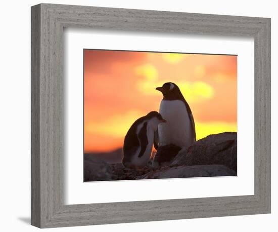 Gentoo Penguin and Chick, Antarctica-Hugh Rose-Framed Photographic Print