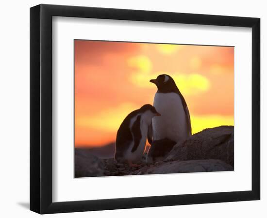 Gentoo Penguin and Chick, Antarctica-Hugh Rose-Framed Photographic Print