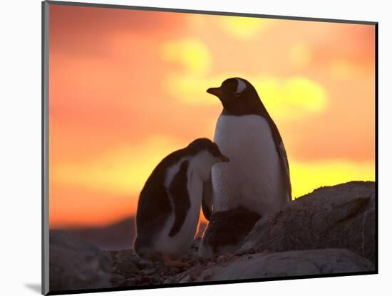 Gentoo Penguin and Chick, Antarctica-Hugh Rose-Mounted Photographic Print