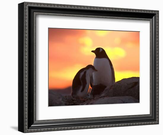 Gentoo Penguin and Chick, Antarctica-Hugh Rose-Framed Photographic Print