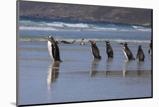 Gentoo Penguin and Magellanic Penguins. West Point Island. Falkland Islands.-Tom Norring-Mounted Photographic Print