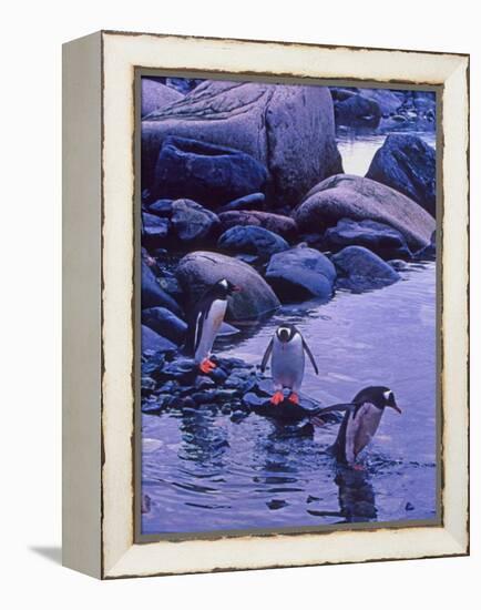 Gentoo Penguin, Antarctica-Joe Restuccia III-Framed Premier Image Canvas