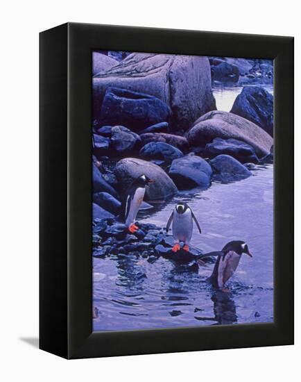 Gentoo Penguin, Antarctica-Joe Restuccia III-Framed Premier Image Canvas