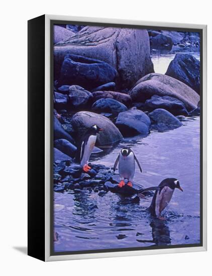 Gentoo Penguin, Antarctica-Joe Restuccia III-Framed Premier Image Canvas