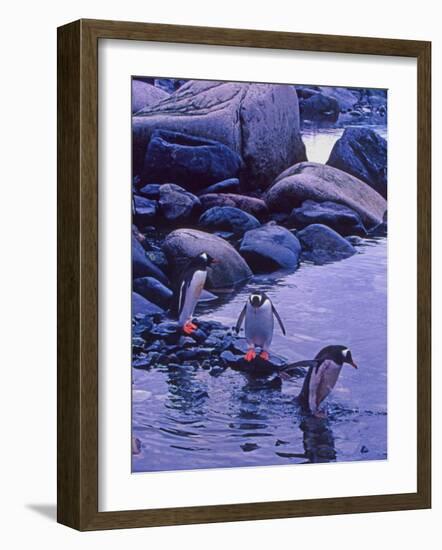 Gentoo Penguin, Antarctica-Joe Restuccia III-Framed Photographic Print