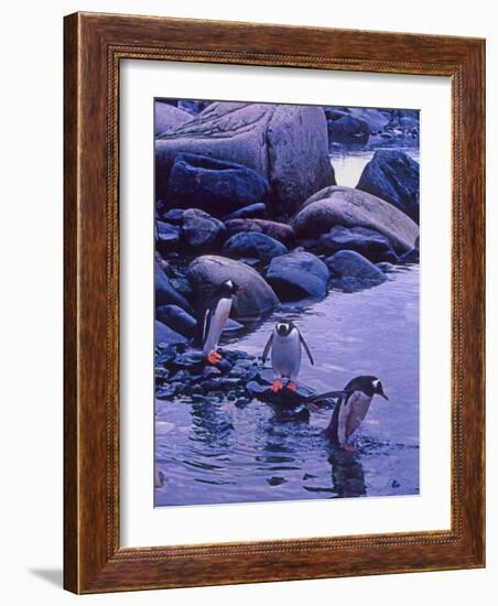 Gentoo Penguin, Antarctica-Joe Restuccia III-Framed Photographic Print