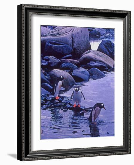 Gentoo Penguin, Antarctica-Joe Restuccia III-Framed Photographic Print