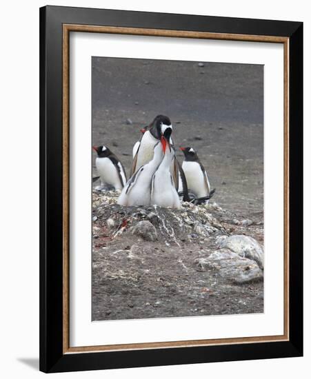 Gentoo Penguin. Barrientos Island, South Shetland Islands, Antarctica.-Tom Norring-Framed Photographic Print