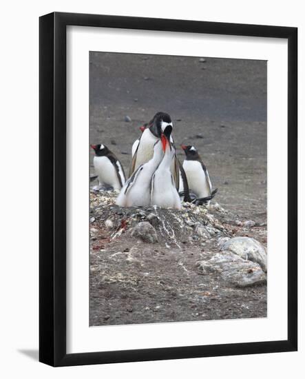 Gentoo Penguin. Barrientos Island, South Shetland Islands, Antarctica.-Tom Norring-Framed Photographic Print