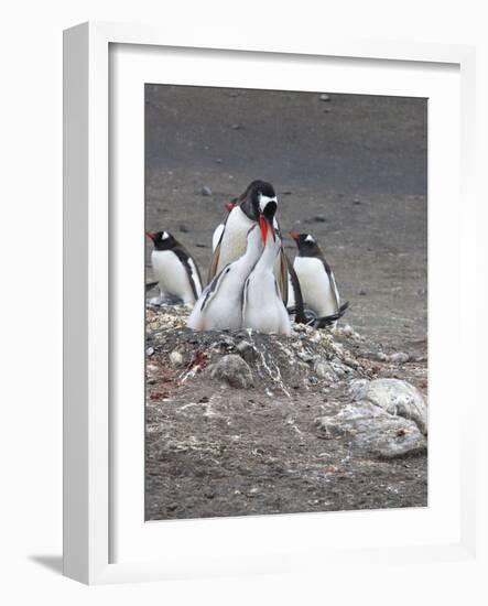 Gentoo Penguin. Barrientos Island, South Shetland Islands, Antarctica.-Tom Norring-Framed Photographic Print