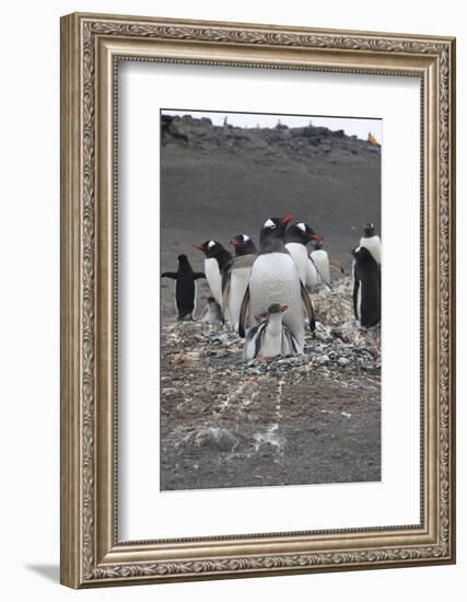 Gentoo Penguin. Barrientos Island, South Shetland Islands Antarctica.-Tom Norring-Framed Photographic Print