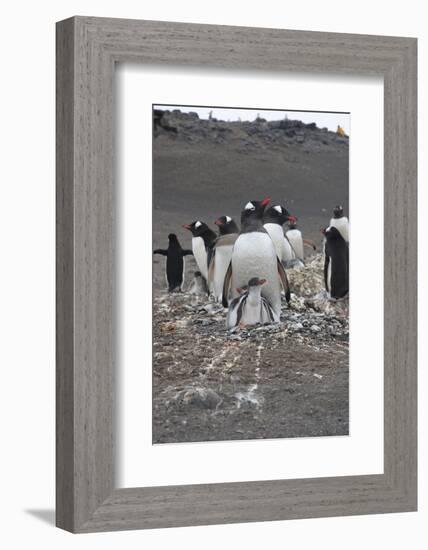 Gentoo Penguin. Barrientos Island, South Shetland Islands Antarctica.-Tom Norring-Framed Photographic Print