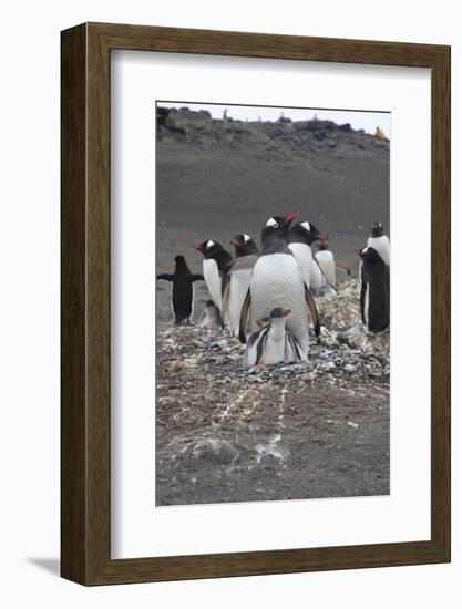 Gentoo Penguin. Barrientos Island, South Shetland Islands Antarctica.-Tom Norring-Framed Photographic Print