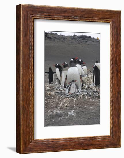 Gentoo Penguin. Barrientos Island, South Shetland Islands Antarctica.-Tom Norring-Framed Photographic Print