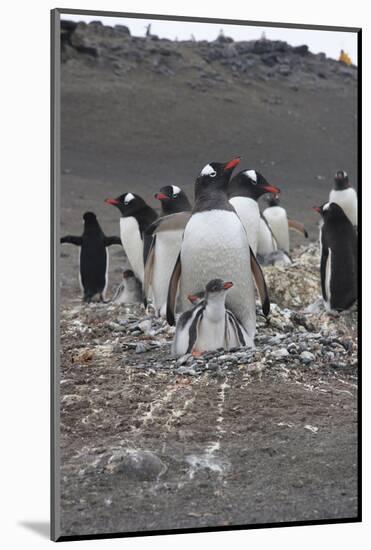 Gentoo Penguin. Barrientos Island, South Shetland Islands Antarctica.-Tom Norring-Mounted Photographic Print