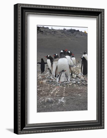 Gentoo Penguin. Barrientos Island, South Shetland Islands Antarctica.-Tom Norring-Framed Photographic Print