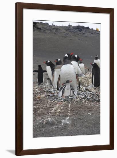 Gentoo Penguin. Barrientos Island, South Shetland Islands Antarctica.-Tom Norring-Framed Photographic Print