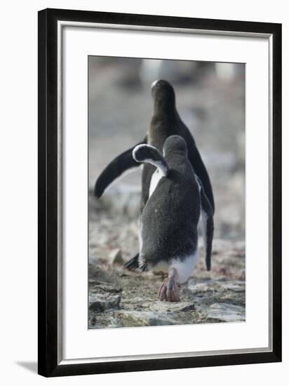 Gentoo Penguin Chick Chasing an Adult for Food-DLILLC-Framed Photographic Print