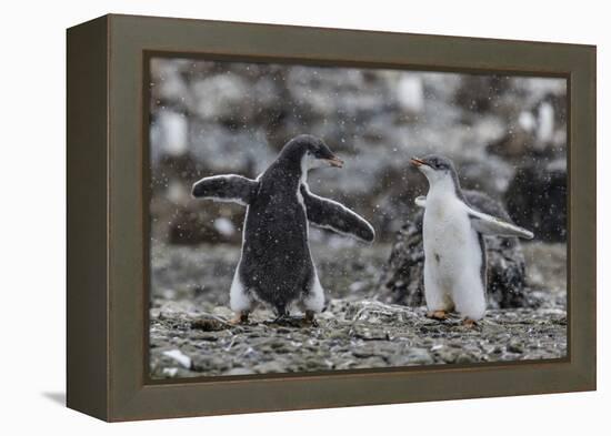 Gentoo Penguin Chicks (Pygoscelis Papua) in Ecstatic Display at Brown Bluff, Polar Regions-Michael Nolan-Framed Premier Image Canvas