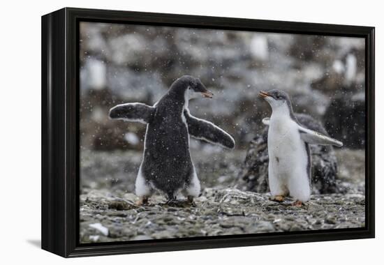 Gentoo Penguin Chicks (Pygoscelis Papua) in Ecstatic Display at Brown Bluff, Polar Regions-Michael Nolan-Framed Premier Image Canvas