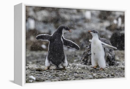 Gentoo Penguin Chicks (Pygoscelis Papua) in Ecstatic Display at Brown Bluff, Polar Regions-Michael Nolan-Framed Premier Image Canvas