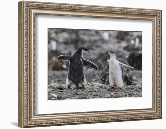 Gentoo Penguin Chicks (Pygoscelis Papua) in Ecstatic Display at Brown Bluff, Polar Regions-Michael Nolan-Framed Photographic Print