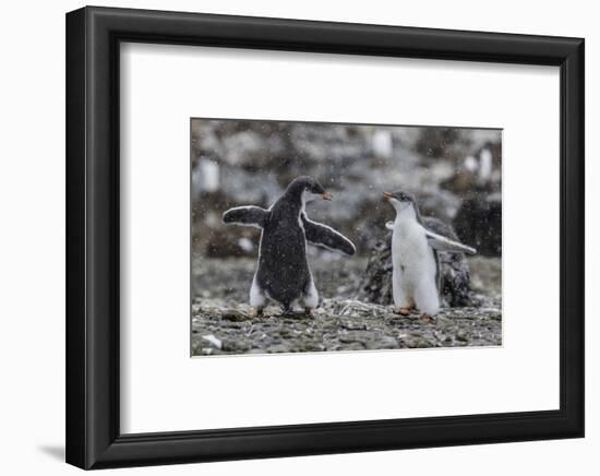 Gentoo Penguin Chicks (Pygoscelis Papua) in Ecstatic Display at Brown Bluff, Polar Regions-Michael Nolan-Framed Photographic Print