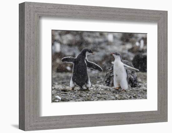 Gentoo Penguin Chicks (Pygoscelis Papua) in Ecstatic Display at Brown Bluff, Polar Regions-Michael Nolan-Framed Photographic Print