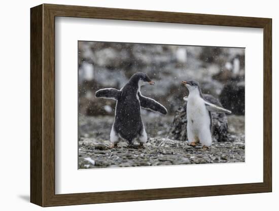 Gentoo Penguin Chicks (Pygoscelis Papua) in Ecstatic Display at Brown Bluff, Polar Regions-Michael Nolan-Framed Photographic Print