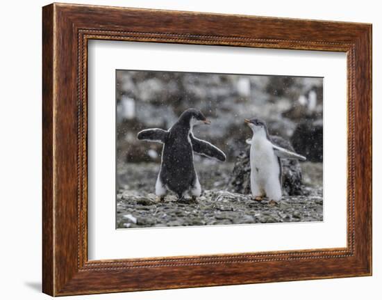 Gentoo Penguin Chicks (Pygoscelis Papua) in Ecstatic Display at Brown Bluff, Polar Regions-Michael Nolan-Framed Photographic Print