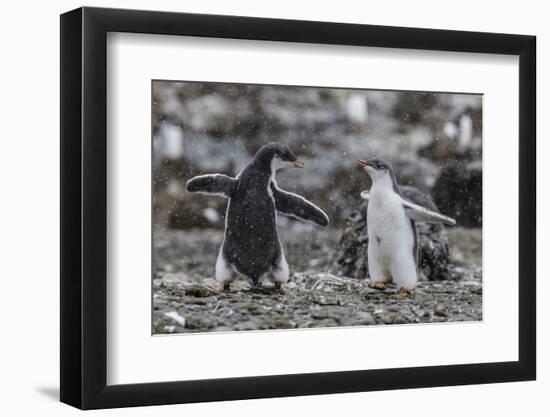 Gentoo Penguin Chicks (Pygoscelis Papua) in Ecstatic Display at Brown Bluff, Polar Regions-Michael Nolan-Framed Photographic Print