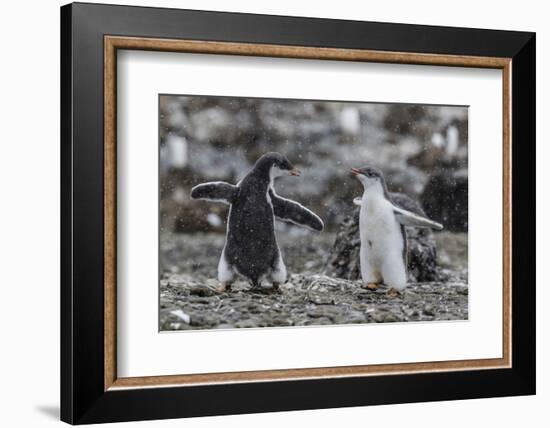 Gentoo Penguin Chicks (Pygoscelis Papua) in Ecstatic Display at Brown Bluff, Polar Regions-Michael Nolan-Framed Photographic Print