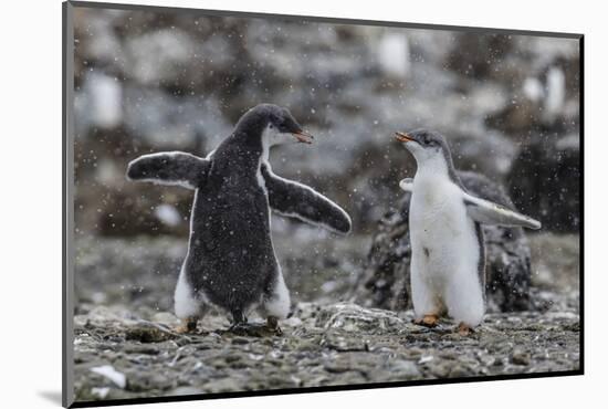 Gentoo Penguin Chicks (Pygoscelis Papua) in Ecstatic Display at Brown Bluff, Polar Regions-Michael Nolan-Mounted Photographic Print