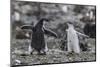 Gentoo Penguin Chicks (Pygoscelis Papua) in Ecstatic Display at Brown Bluff, Polar Regions-Michael Nolan-Mounted Photographic Print