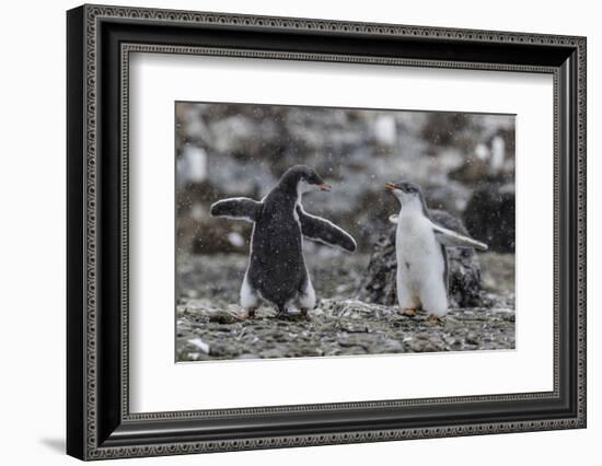 Gentoo Penguin Chicks (Pygoscelis Papua) in Ecstatic Display at Brown Bluff, Polar Regions-Michael Nolan-Framed Photographic Print