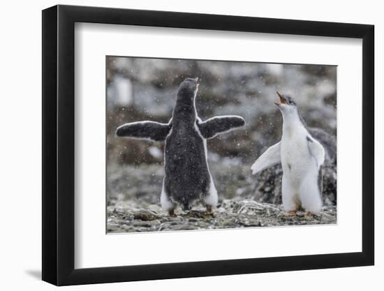 Gentoo Penguin Chicks (Pygoscelis Papua) in Ecstatic Display at Brown Bluff, Polar Regions-Michael Nolan-Framed Photographic Print