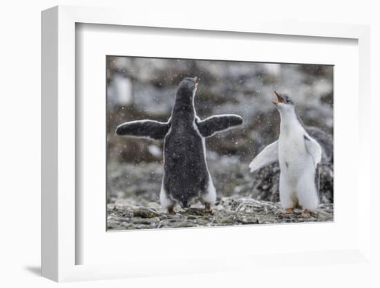 Gentoo Penguin Chicks (Pygoscelis Papua) in Ecstatic Display at Brown Bluff, Polar Regions-Michael Nolan-Framed Photographic Print