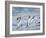 Gentoo penguin close to the sea on a beach in the Falkland Islands in January.-Martin Zwick-Framed Photographic Print