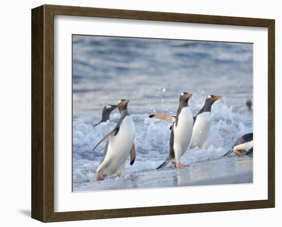 Gentoo penguin close to the sea on a beach in the Falkland Islands in January.-Martin Zwick-Framed Photographic Print