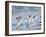 Gentoo penguin close to the sea on a beach in the Falkland Islands in January.-Martin Zwick-Framed Photographic Print