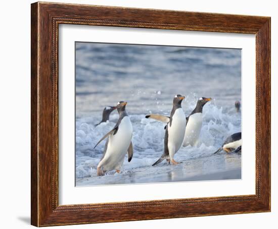 Gentoo penguin close to the sea on a beach in the Falkland Islands in January.-Martin Zwick-Framed Photographic Print