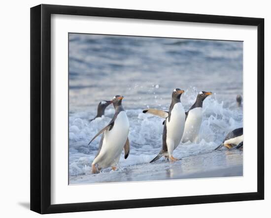 Gentoo penguin close to the sea on a beach in the Falkland Islands in January.-Martin Zwick-Framed Photographic Print