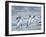 Gentoo penguin close to the sea on a beach in the Falkland Islands in January.-Martin Zwick-Framed Photographic Print