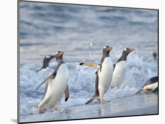 Gentoo penguin close to the sea on a beach in the Falkland Islands in January.-Martin Zwick-Mounted Photographic Print