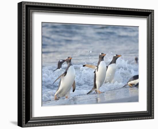 Gentoo penguin close to the sea on a beach in the Falkland Islands in January.-Martin Zwick-Framed Photographic Print