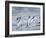 Gentoo penguin close to the sea on a beach in the Falkland Islands in January.-Martin Zwick-Framed Photographic Print