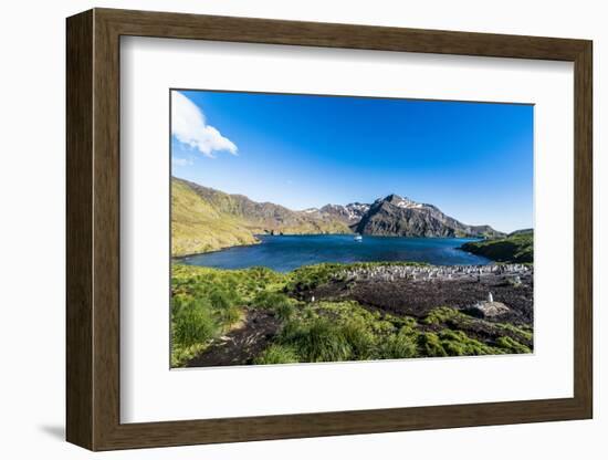 Gentoo penguin colony in the bay of Godthul, South Georgia, Antarctica, Polar Regions-Michael Runkel-Framed Photographic Print